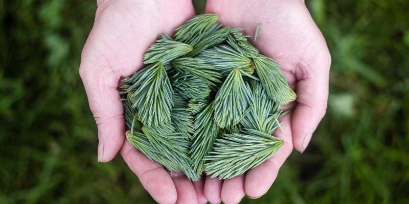 从名医经验到数字资产：探秘灵兰中医馆如何借力网站建设与信息化，打造名老中医诊疗知识库